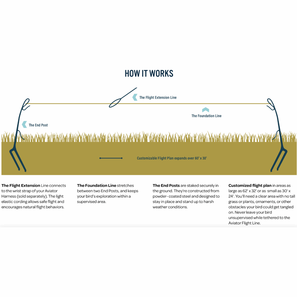 AVIATOR Flight Line from The Parrot University