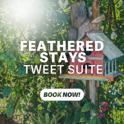 Feathered Stays - Tweet Suite