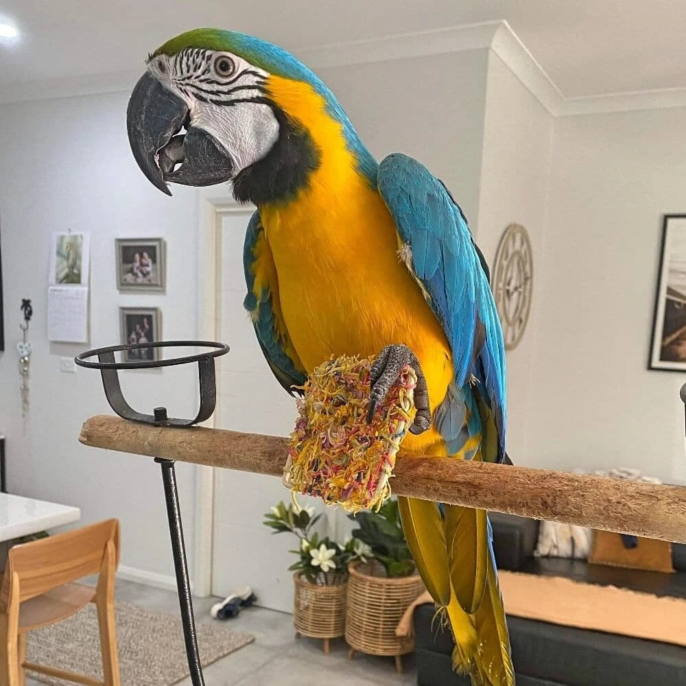 Raw For Birds Flower Foot Toy 3 Pk (Excl. TAS & WA) from Raw For Birds