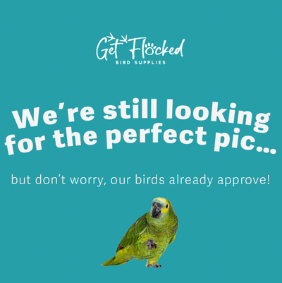 Soak N Serve 300g (Excl. TAS & WA) from Bird Savvy Co.