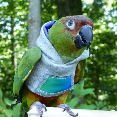Rainbow Bird Nerd Hoodie from Avian Fashions