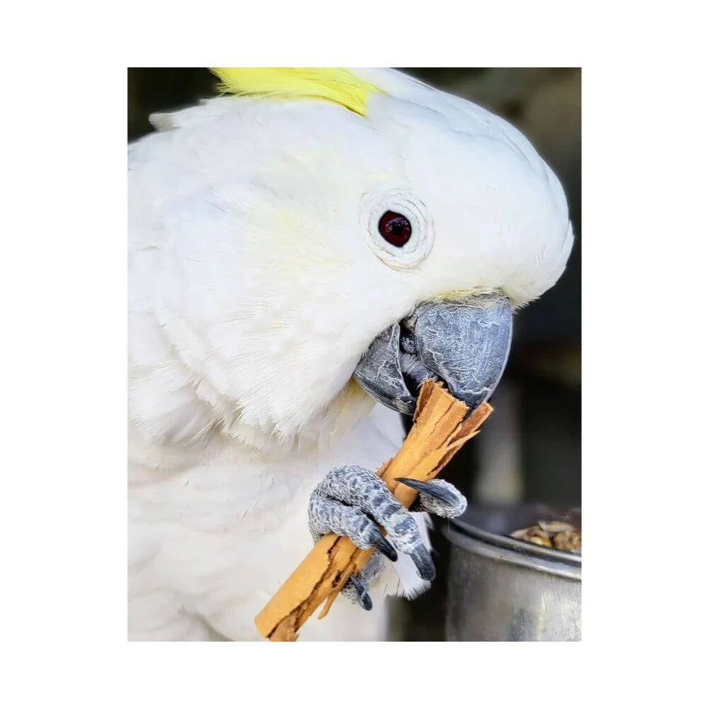 Raw For Birds Cinnamon Quills (Excl. TAS & WA) from Raw For Birds