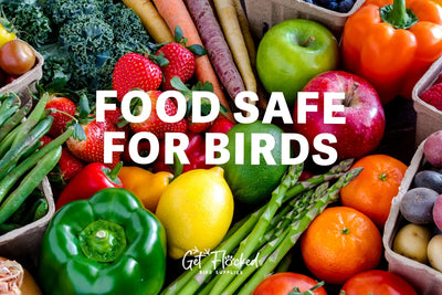 Foods Safe For Birds