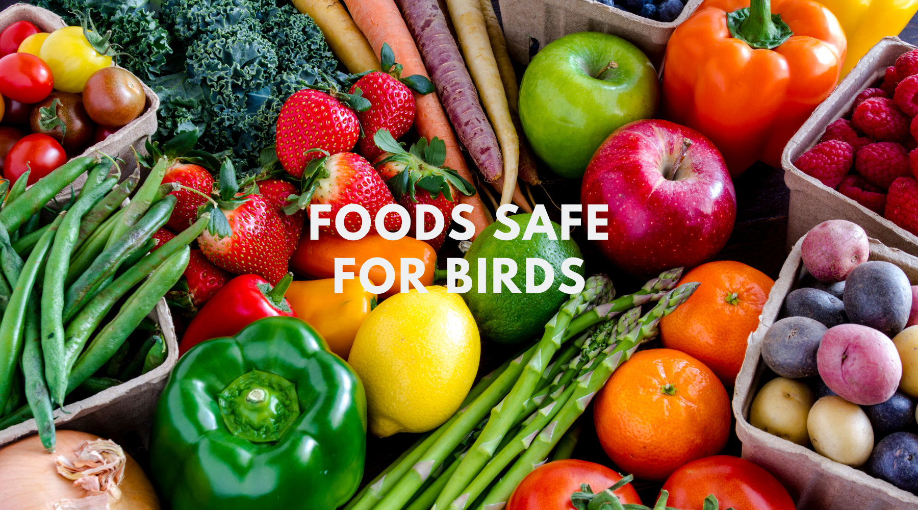 Foods Safe For Birds