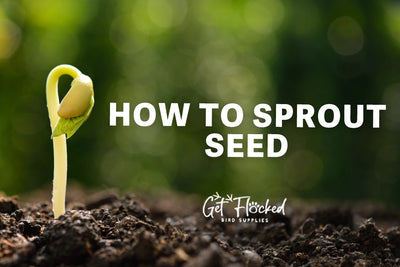 How to Sprout Seed