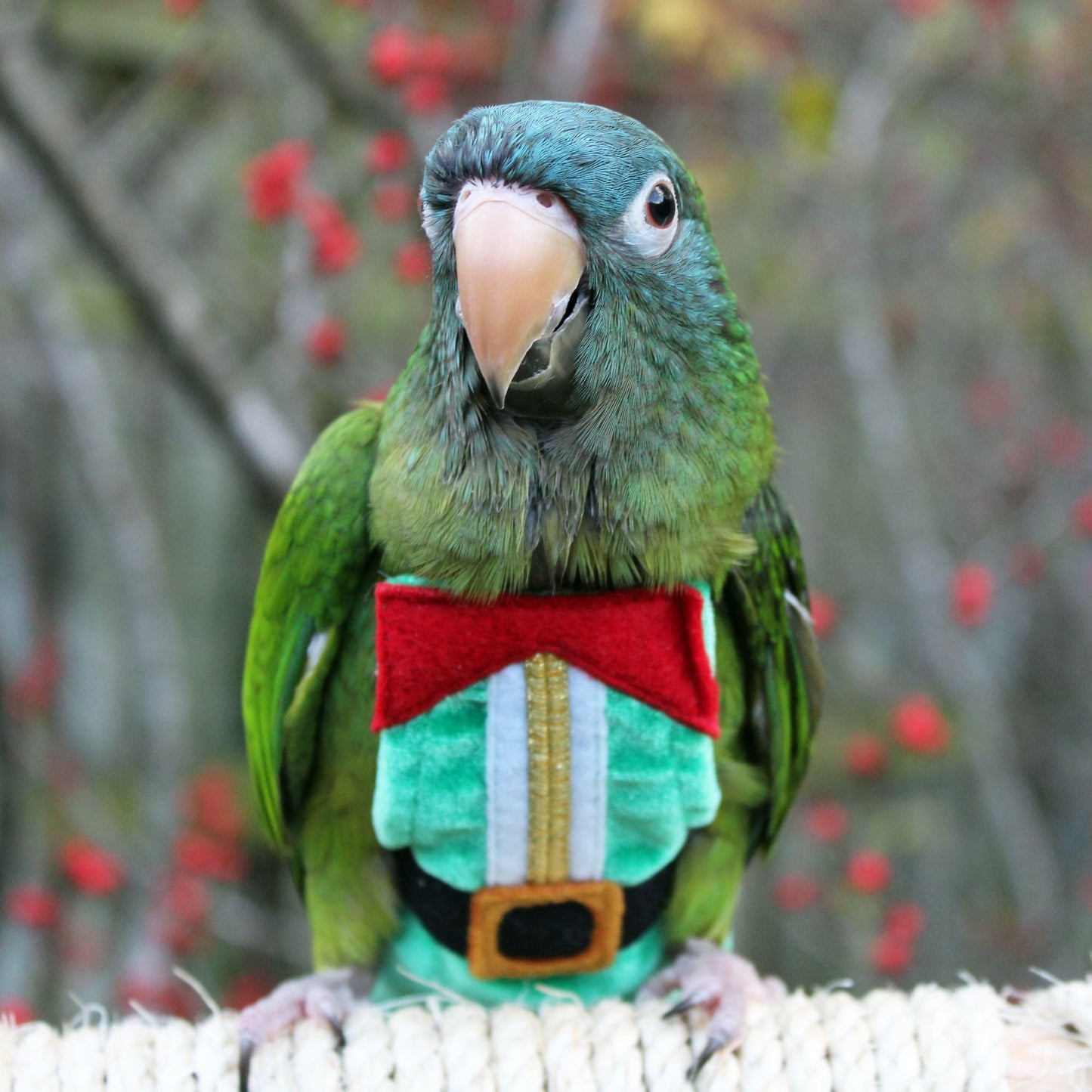 Elf FeatherWear FlightSuit - Reusable Bird Diaper from Avian Fashions