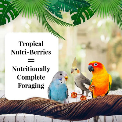 Lafeber Tropical Fruit Nutri-Berries for Cockatiels 284g (Excl. TAS & WA) from Lafeber