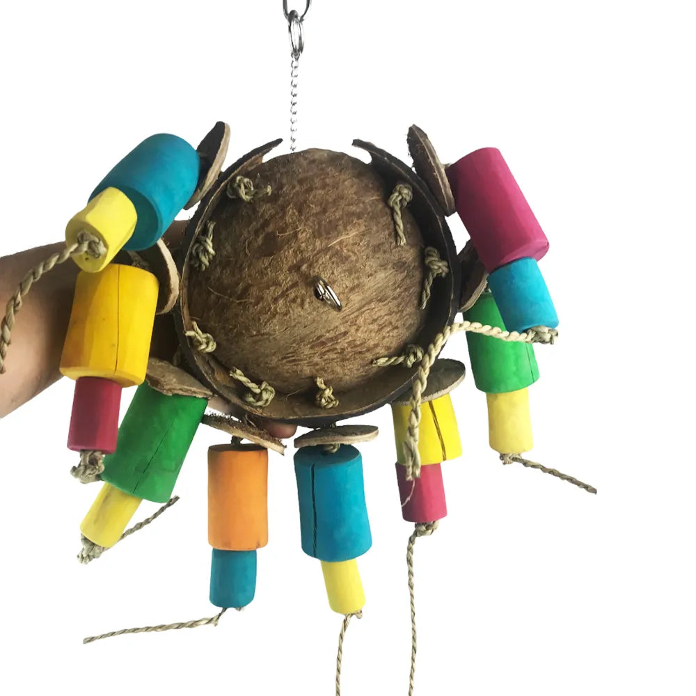 Nino's Java Coco Spider