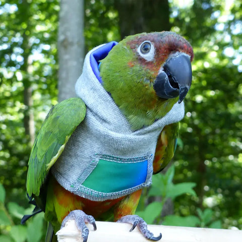 Parrot colour hoodies hotsell