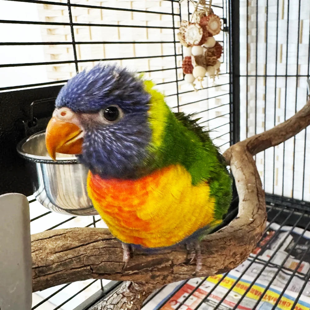 Rainbow Lorikeet - Hand Raised from Get Flocked