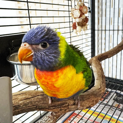 Rainbow Lorikeet - Hand Raised from Get Flocked