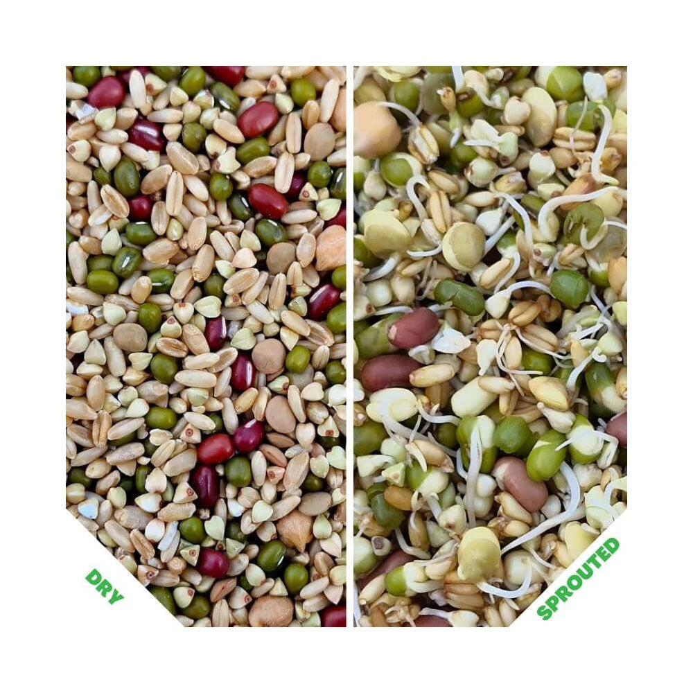 Sunflower Free Sprouting Blend 500g (Excl. TAS & WA) from Raw For Birds
