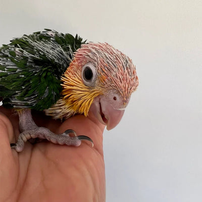 White Bellied Caiques from Get Flocked