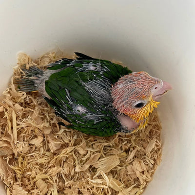 White Bellied Caiques from Get Flocked