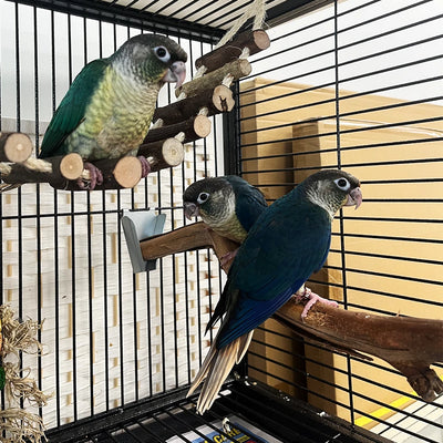 Yellow Sided Violet Turquoise Green Cheek Conures from Get Flocked